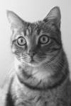 Dimitri ARNAUD - JAGUAR PROD
